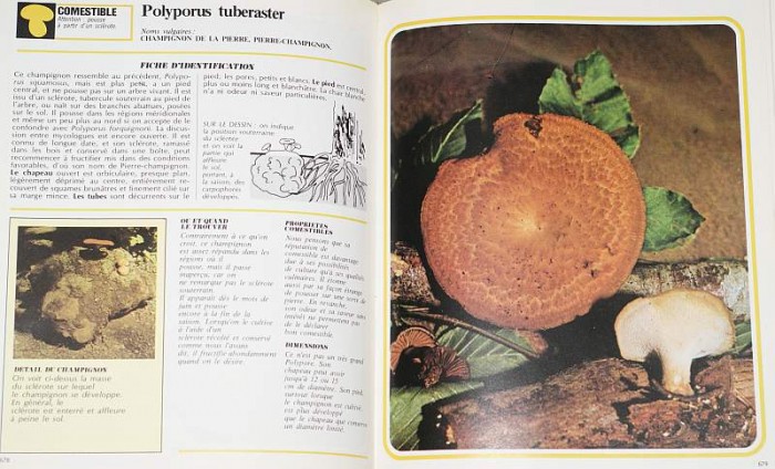 Les champignons de A à Z Edi. SEDES 3-3.jpg