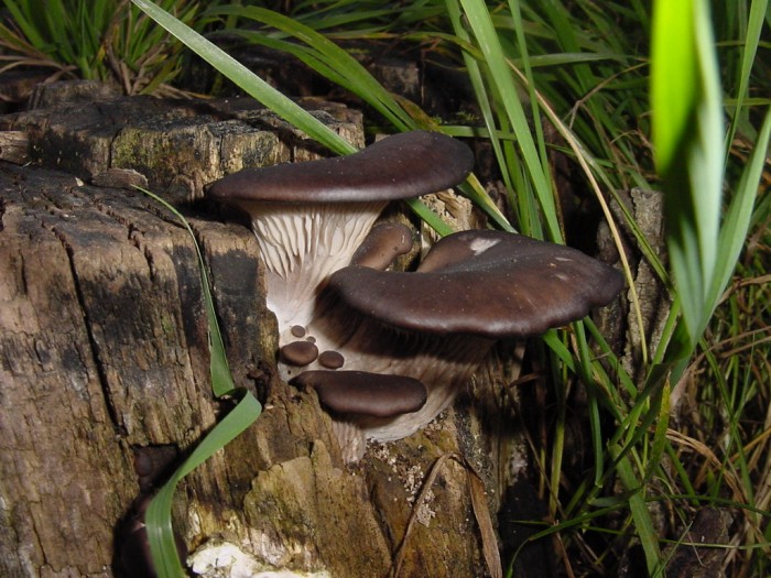 pleurotus ostreatus.JPG