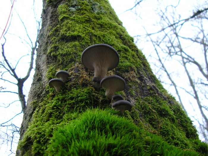 Pleurotus ostreatus sur chêne à l'étang du Ravoir en 2009, forêt d'Orléans.