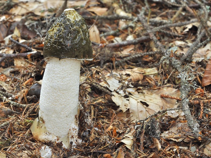 Phallus_impudicus_02.jpg