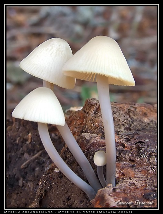 Mycena_arcangeliana.jpg