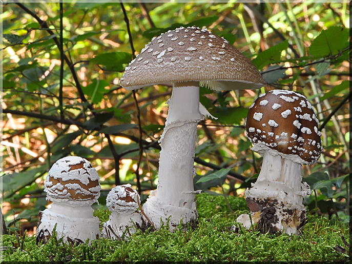 Amanita_pantherina.jpg