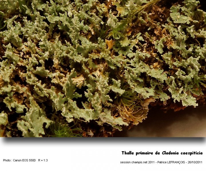 thalle_primaire_de_cladonia_caespiticia.jpg