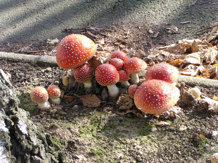 Amanita Muscaria 11-11-2011 (6).JPG