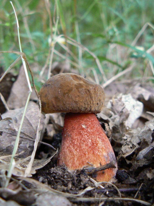 PL_Boletus-erythropus_03.jpg