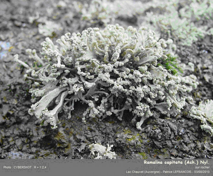 ramalina capitata.jpg