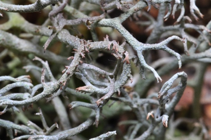 Cladonia ciliata 12.JPG