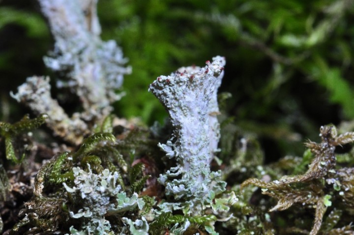 Cladonia coccifera 11.JPG