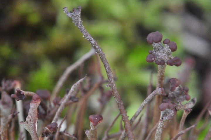 Cladonia gracilis 15.JPG