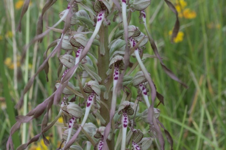 Himantoglossum hircinum1.JPG