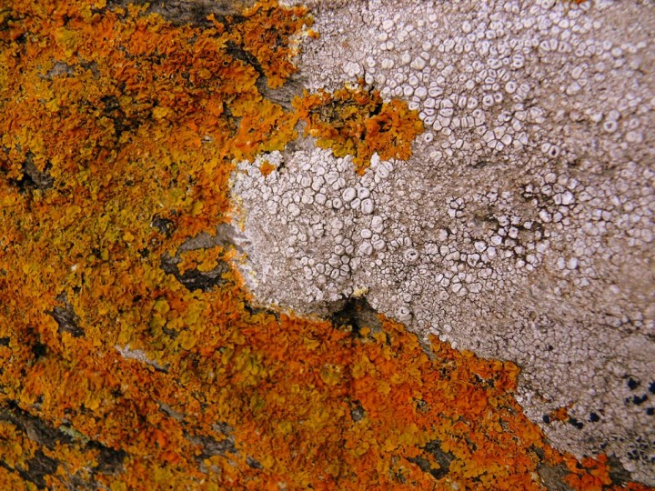 lichen054.jpg