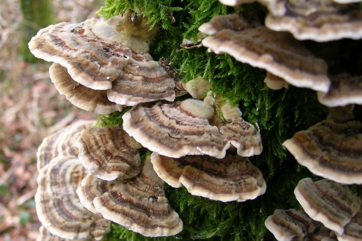 Trametes sp7.JPG