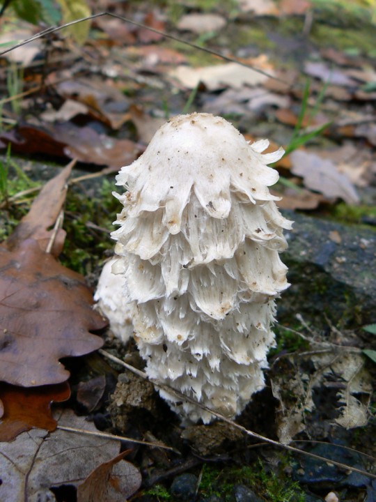 30 octobre 2010 Forêt de Maumusson (44)