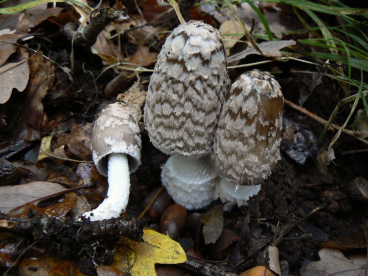 06 novembre 2009 - Forêt de Vioreau (44)