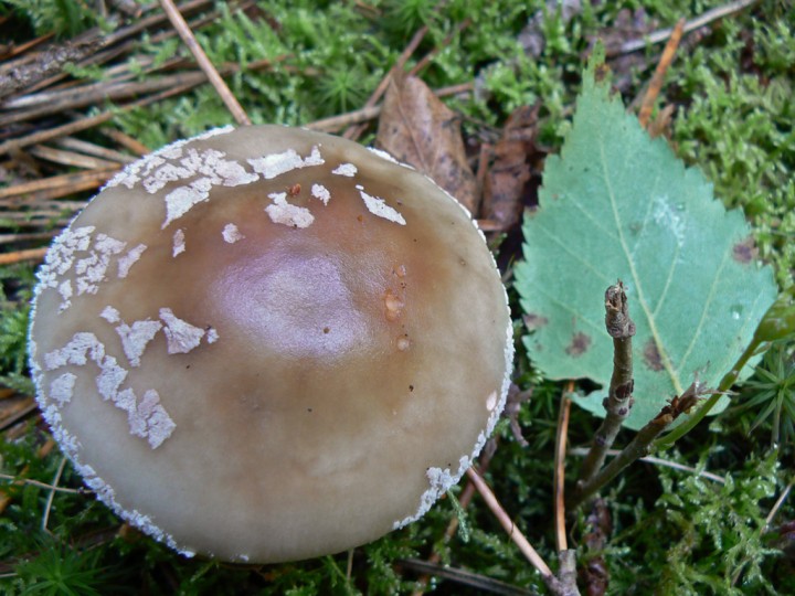 15 aout 2008 - Forêt de Roscouré - Bénodet-Combrit (29)