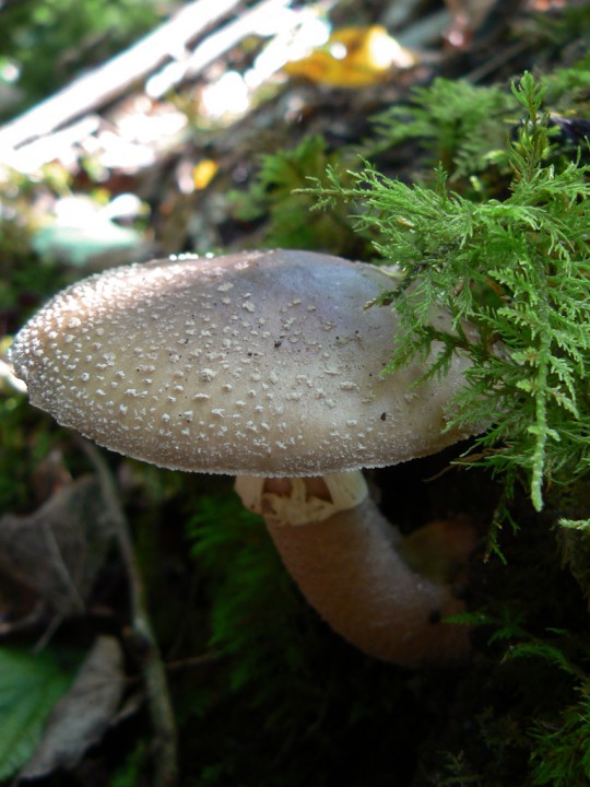 06 septembre 2008 - Forêt de St Mars la Jaille (44) - Amanita rubescens fo. annulosulfurea