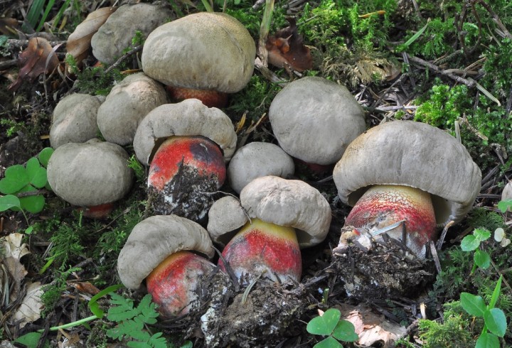 Boletus_calopus_1.jpg