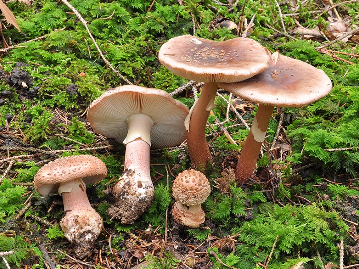 Amanita_rubescens_2.jpg