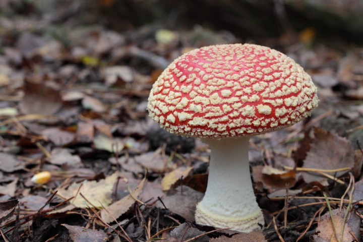 amanitamuscaria1.jpg