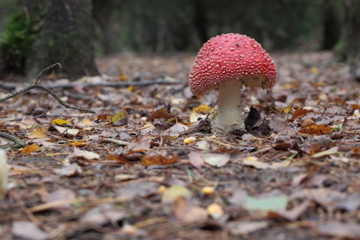 amanitamuscaria3.jpg