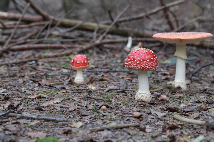 amanitamuscaria10.jpg