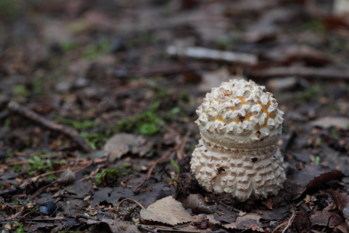 amanitamuscaria14.jpg