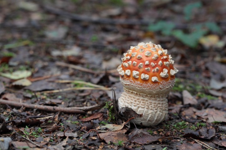 amanitamuscaria15.jpg