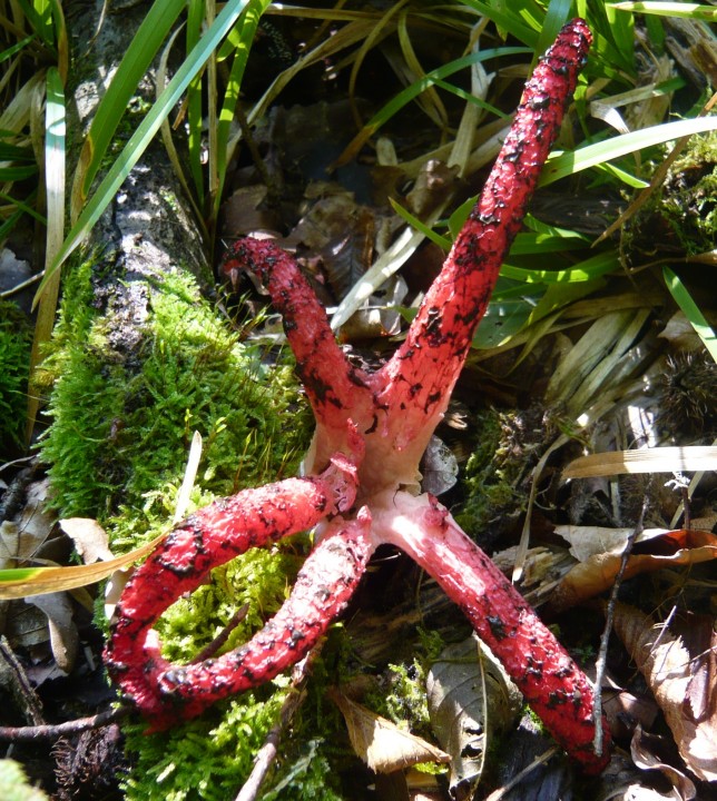 Anthurus d' Archer (Anthurus aseroiformis ou Clathrus archeri)      -forêt de Charmes (88)      19 09 10    n3 - Copie.JPG