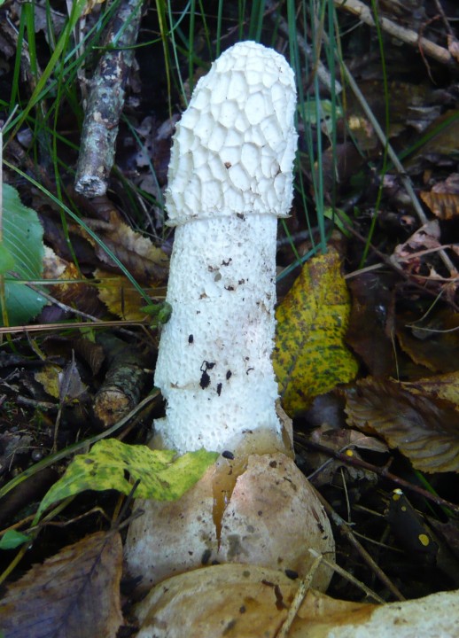 Satyre puant  (Phallus impudicus)   -forêt de Charmes (88)-              19 09 10 - Copie.JPG