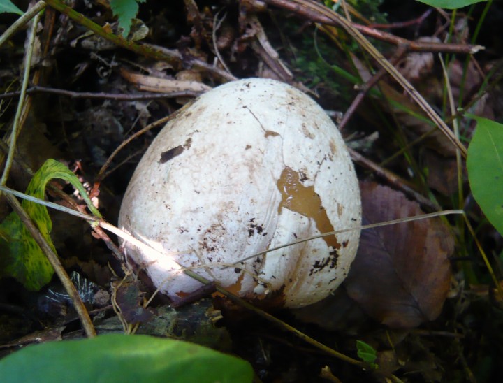 Oeuf de Satyre puant  (Phallus impudicus)   -forêt de Charmes (88)-                 19 09 10       n3 - Copie.JPG