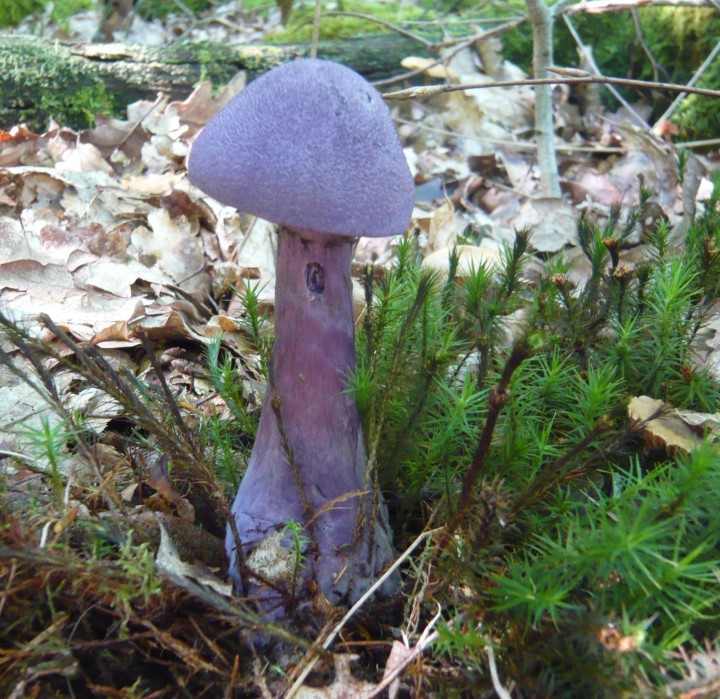 Cortinaire violet  (Cortinarius violaceus)   -forêt de Charmes (88)-    19 09 10    n2 - Copie.JPG