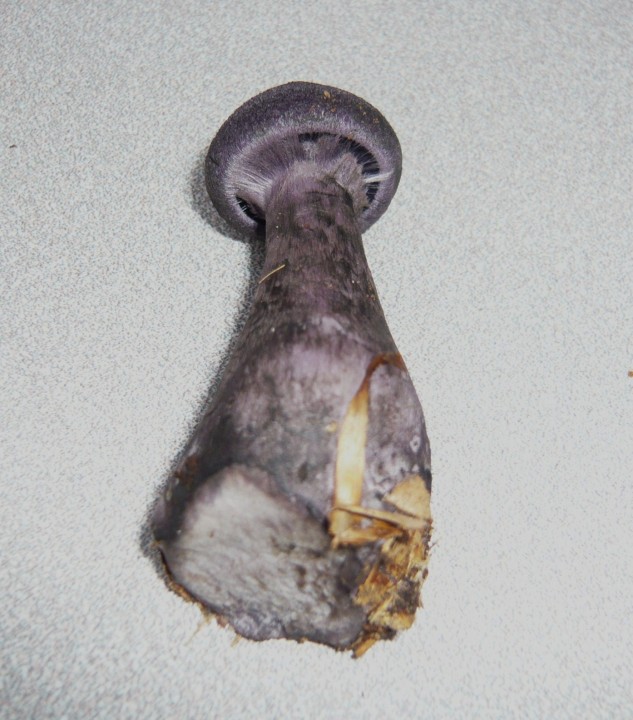 Cortinaire violet (Cortinarius violaceus)   -forêt de Charmes (88)-     19 09 10       n6 - Copie.JPG