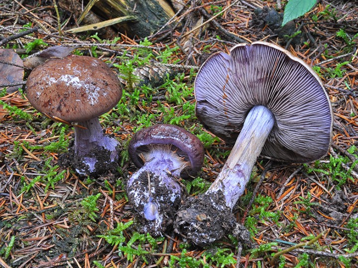 Cortinarius_purpurascens_1.jpg