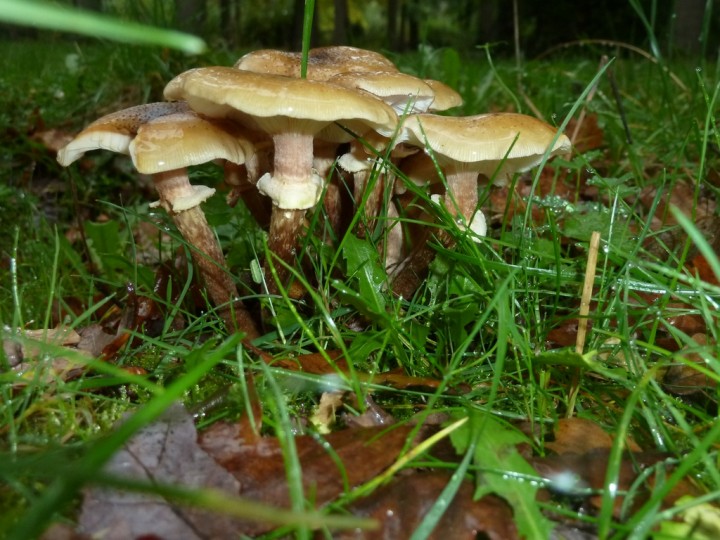 P1060422 Armillaria mellea 1024x768 72dpi.JPG