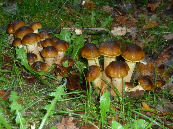 P1060423 Armillaria mellea 1024x768 72dpi.JPG