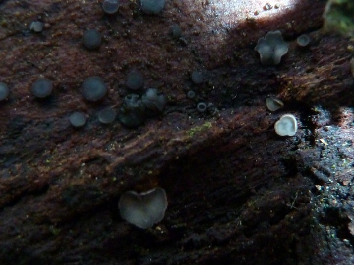 Prise avec flash. Comme c'était à &quot;bout-portant&quot; et la flash sur mon compact est décalé de quelques cms sur la droite, créant en macro des zones d'ombre et une lumière de côté (photo plus nette, mais couleur souvent plus sombre que la réalité : c'est le cas ici)