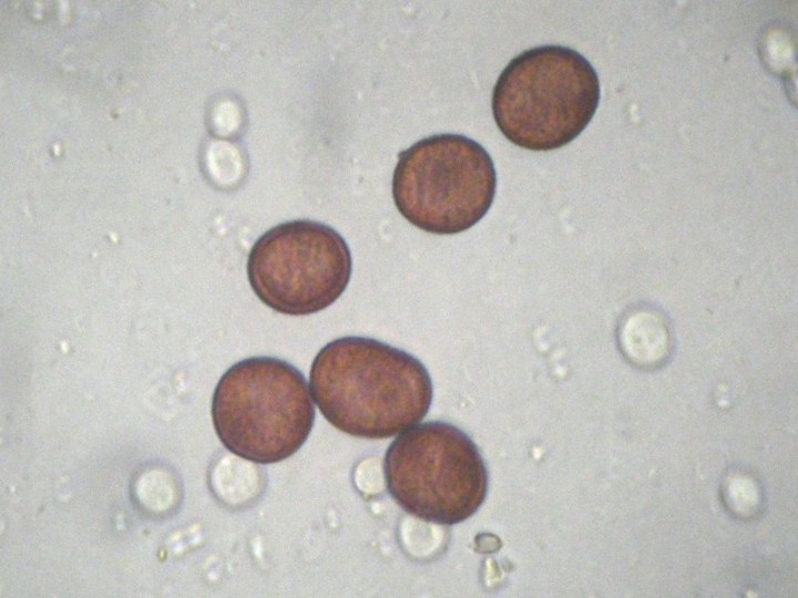 spores