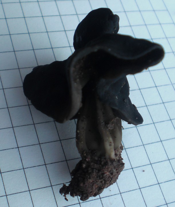 Helvella sp (manacela ou  sulcata).jpg