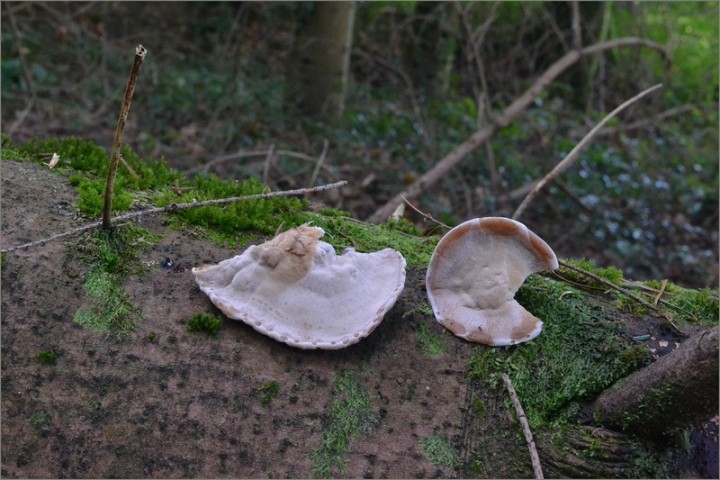 Ischnoderma benzoinum 4 (25-09-13).JPG