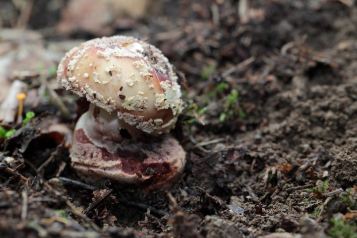 amanita rubescens.JPG