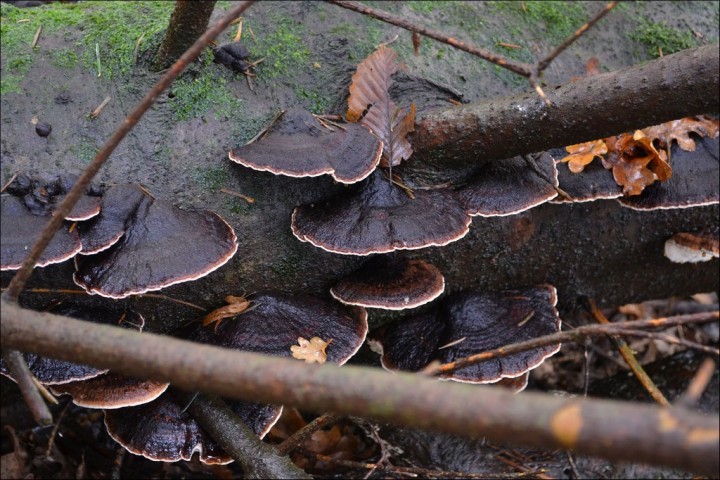 Ischnoderma benzoinum 5 (21-10-13).jpg