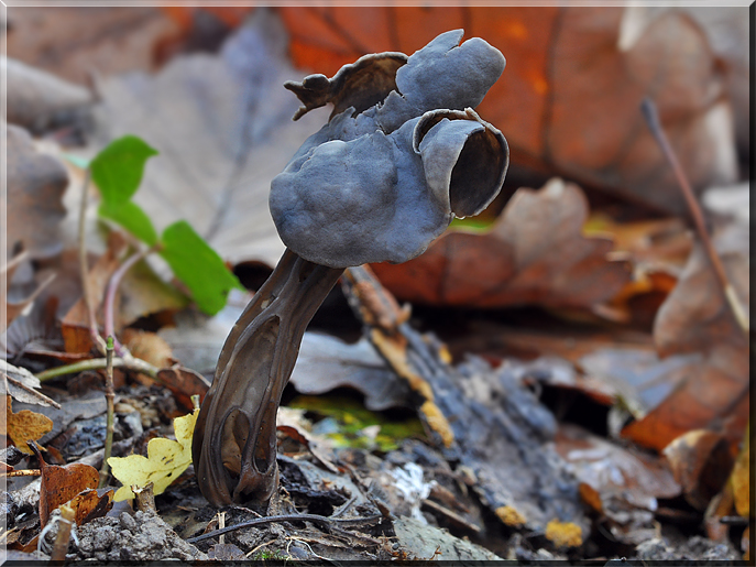 Helvella_sulcata_1.jpg