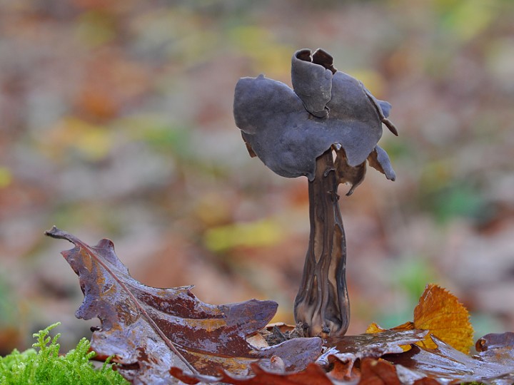 Helvella_sulcata_Chancy.jpg