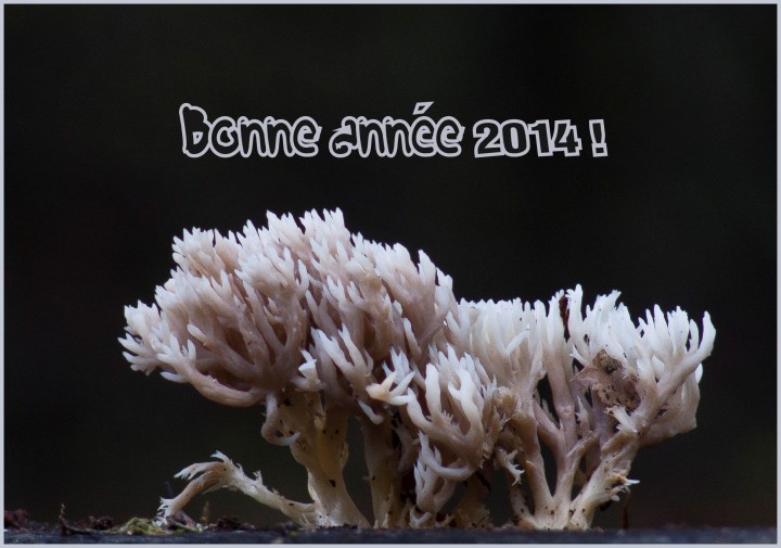 Bonne année 2014.JPG