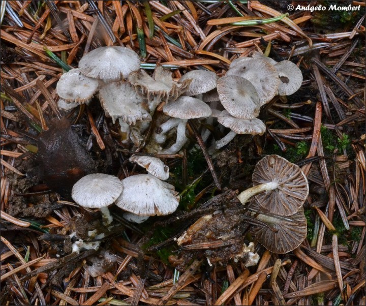 Asterophora parasitica 1 (13-08-14).jpg