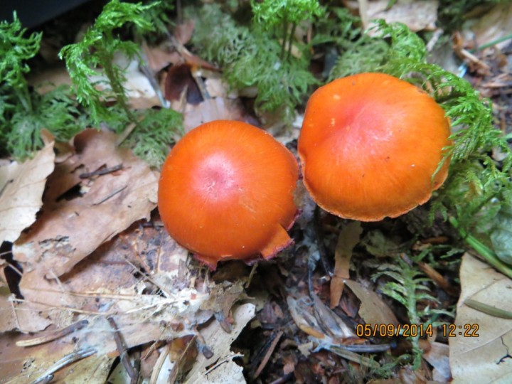 Cortinarius cinnabarinus - ma plus jolie récolte, prise avec un compact pourri ! :)