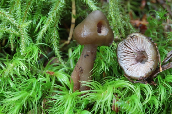 Phaeocollybia festiva - Une autre belle récolte, très jeunes et par mégarde j'en ai cassé un :(