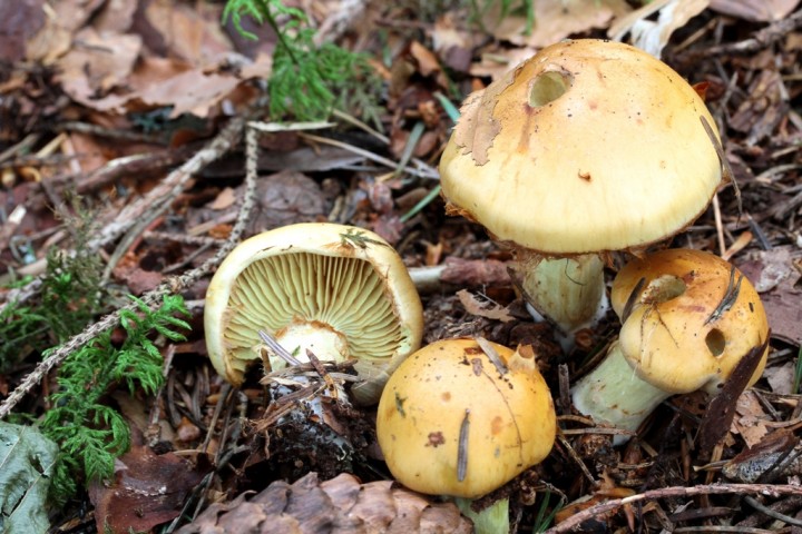 Cortinarius percomis - saveur douce, une bonne odeur d'agrume