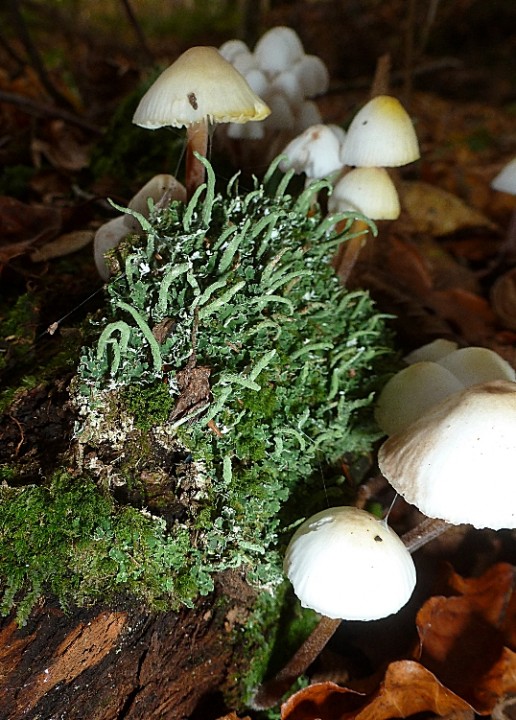 Cladonia coniocraea-redim750.JPG