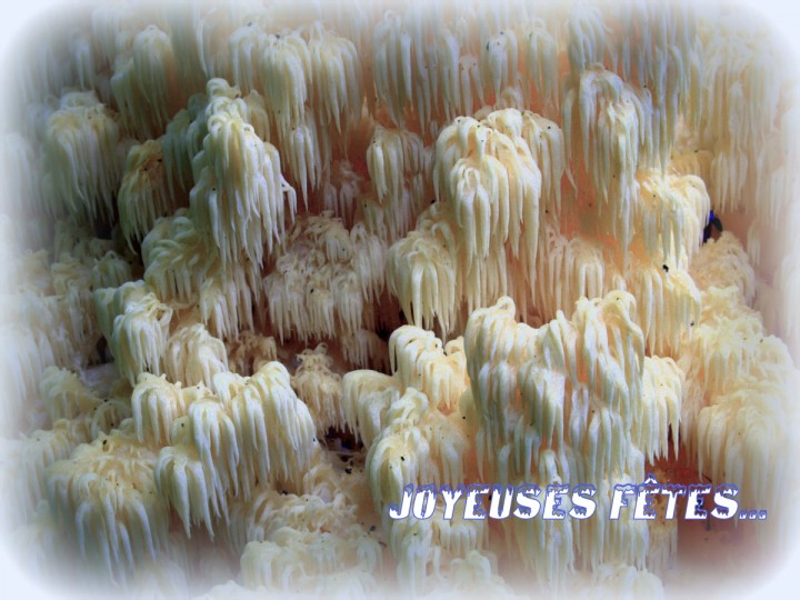 Hericium flagellum-021.JPG